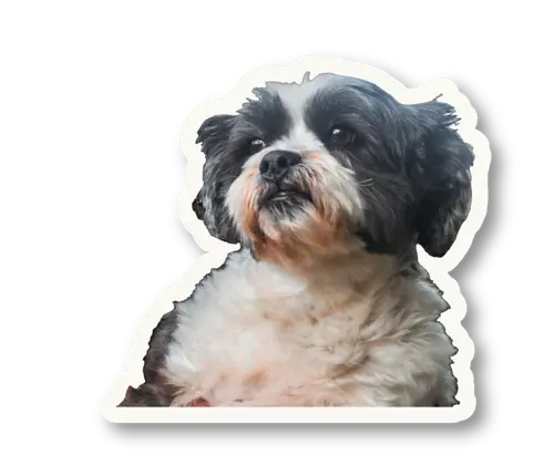 Bob the dog, a paper cutout, sitting politely